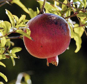 pomegranate.jpg