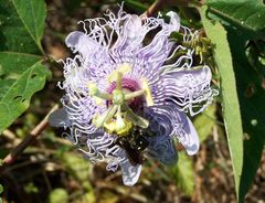 PassionFlower.jpg