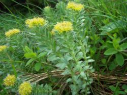 Rhodiola_rosea.jpg