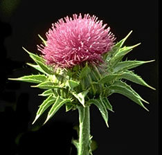 milkthistle.jpg